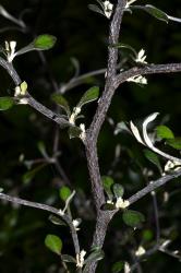 Image: P.B. Heenan © Landcare Research 2014 